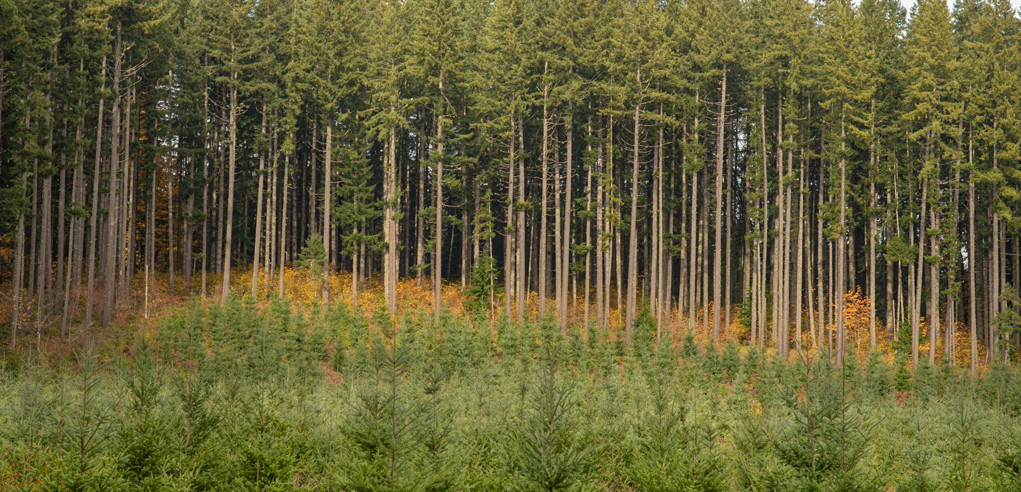 A young forest with shorter trees stands in front of a mature stand of tall, evenly spaced conifers, illustrating forest succession.