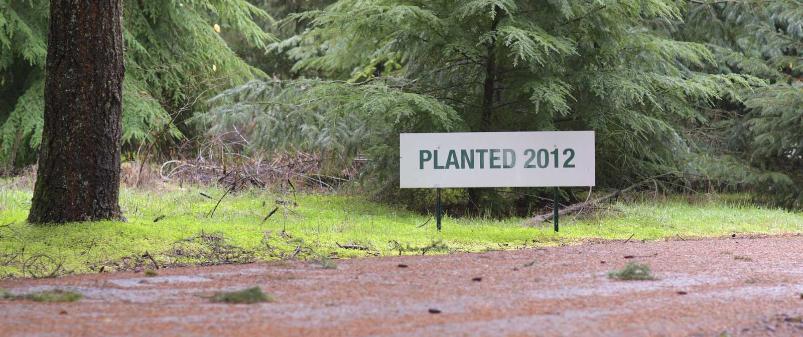 planted sign in the forest