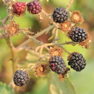 Ripe and unripe blackberries grow on thorny branches surrounded by dried flower remnants.