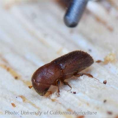 A small reddish-brown Mediterranean pine engraver beetle crawls on a piece of light-colored wood.