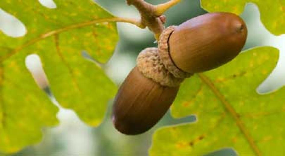 Two ripe acorns hang from an oak branch surrounded by green leaves.