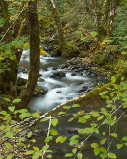 stream with alder in working forest